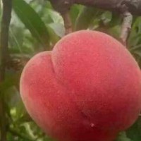 陕西大荔县毛桃批发毛桃价格毛桃产地毛桃基地大量求购